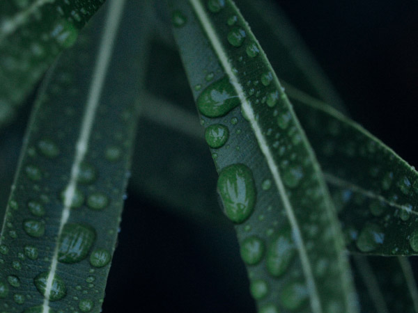 ${\Groene blaadjes met regendruppels}