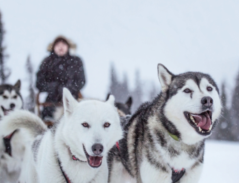 Chris tijdens een rit met de husky-slee